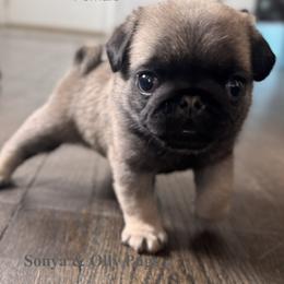 Pug Puppies from Sonya & Olly Pugs
