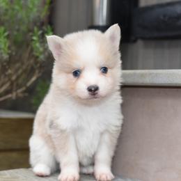Pepper Jack Cheese - Merle male Pomsky puppy in Coos Bay, Oregon from Ocean View Pomskies
