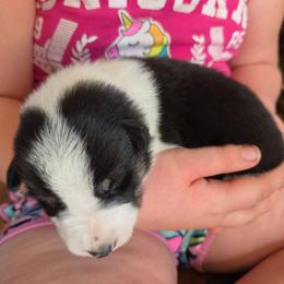 Black white boy Red - Black and white male Border Collie puppy in Bradley, South Carolina from DiCola Farm