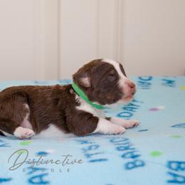 Summit - Red tri-color male Aussiedoodle puppy in Kennesaw, Georgia from Distinctive Doodle