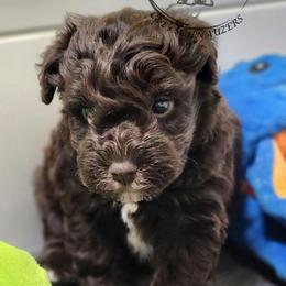 Hercules - Liver male Miniature Schnauzer puppy in Trinity, Alabama from C&E'S Schnauzers
