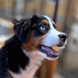 Hooch - Black tri male Miniature Australian Shepherd puppy in Dayton, Washington from Rafter 22 Aussies