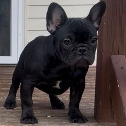 Wednesday - Black female French Bulldog puppy in Pennsylvania from R & C French Bulldogs