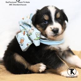 Major- BTM 1 - Black tri-color male Australian Shepherd puppy in Nacogdoches, Texas from TK Standard, Mini, & Toy Aussies