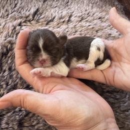 Jethro - Chocolate and tan male Shih Tzu puppy in Tampa, Florida from Shih Tzus of Kingshyre