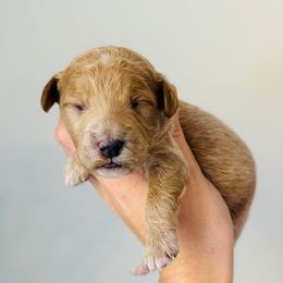 Winnie - Apricot female Goldendoodle puppy in Auburn, Indiana from Martin’s Doodles