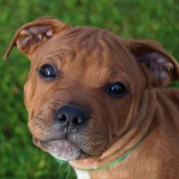 Staffordshire Bull Terriers from Spitfire 81 Staff's