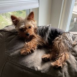 Parker - Yorkshire Terrier