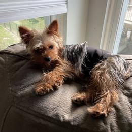 Parker - Yorkshire Terrier