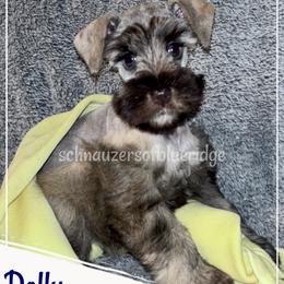 Dolly - Miniature Schnauzer