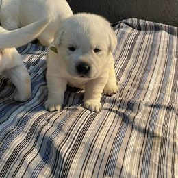 Labrador Retrievers from River's Edge Labradors