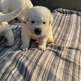 Labrador Retrievers from River's Edge Labradors