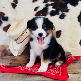 FINNICK - Black tri-color male Australian Shepherd puppy in Durand, Wisconsin from Larson’s Legacy Aussome Aussie Kennels