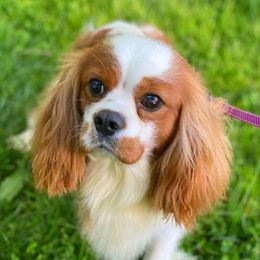 Duke - Cavalier King Charles Spaniel
