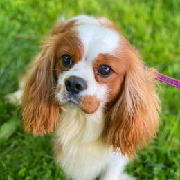Duke - Cavalier King Charles Spaniel