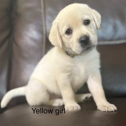 Girl 4 - Yellow female Labrador Retriever puppy in Taylor, Texas from Faithful Labs