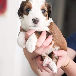 Bernedoodle, Goldendoodle, and Poodle Puppies from Teddy Doodles & Standard Poodles