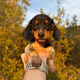 Puppy 3 - Black and tan female Dachshund puppy in Riverside, California from Saddle Up Dachshunds