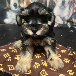 Ross - Black male Miniature Schnauzer puppy in Miami, Florida from Chiquiticos Shnauzers
