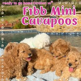 Cavapoo puppies from Lucy Lou’s Cavapoos