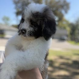 Mateo - Merle male Goldendoodle puppy in Jacksonville, Florida from Dandelion Doodles