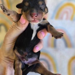 Knight - male Cavapoochon puppy in Bullard, Texas from Cavapoochon Central LLC