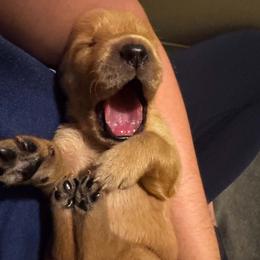 Male 5 - Golden male Golden Retriever puppy in Salisbury, North Carolina from Piedmont Golden Retrievers