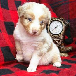 Camille - Red merle female Australian Shepherd puppy in Boise, Idaho from Black Canyon Corral Aussies