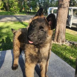 Limerick - Red sable male Belgian Malinois puppy in Portage, Wisconsin from Rock 'n Wool Aussies & Malinois