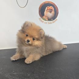 Rowan - Orange male Pomeranian puppy in Boca Raton, Florida from Poms of The Shire