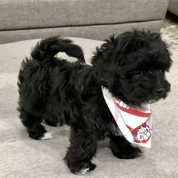 Maltipoo and Poodle Puppies from Toy Poodle & Maltipoo Maui