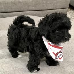 Maltipoo and Poodle Puppies from Toy Poodle & Maltipoo Maui
