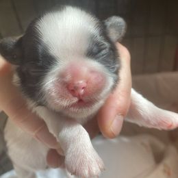 Elsa - Brindle and white female Shih Tzu puppy in Jasper, Georgia from Tiny Bubbles Shih Tzus