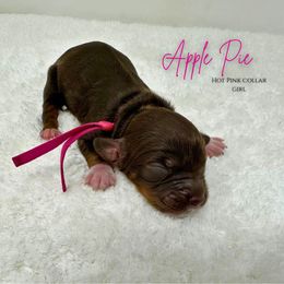Apple Pie - Brown white and tan female Cockapoo puppy in Oologah, Oklahoma from Timber Hills Poodles and Doodles