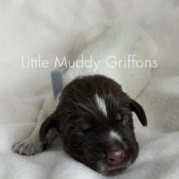 Grey male - Brown and gray male Wirehaired Pointing Griffon puppy in Williston, North Dakota from Little Muddy Griffons