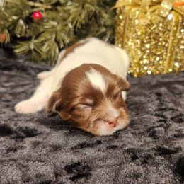 Henry - Chocolate male Havanese puppy in Hall County, Texas from Coyle Havanese Babies