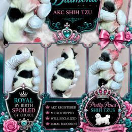 Diamond - Black and white male Shih Tzu puppy in Houston, Texas from Pretty Paws Shih Tzu's