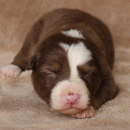 Dash - AKC Reg - Red male Border Collie puppy in Courtland, Alabama from C Bar C Ranch Border Collies
