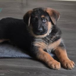 Brown - Black and red male German Shepherd puppy in Spring Hill, Florida from Iron Crest Shepherds