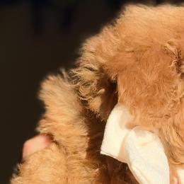 Poodles from Fidell Cuevas