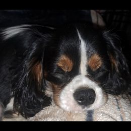 Rocco - Cavalier King Charles Spaniel