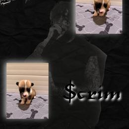 Scrim - Red male Pembroke Welsh Corgi puppy in Kiowa, Colorado from Cool Water Corgis LLC