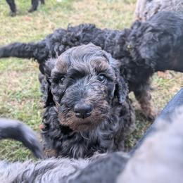 Zinka - Blue merle female Aussiedoodle puppy in Yacolt, Washington from Aussiedoodles by Maggie