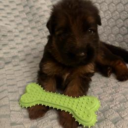 Israel - Black and red male German Shepherd puppy in Aurora, Illinois from Fairhaven German Shepherds