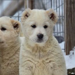 Central Asian Shepherd Dogs from NWA Cane Corsos
