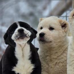 Central Asian Shepherd Dogs from NWA Cane Corsos