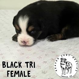 Fawn - Black tri female Miniature Australian Shepherd puppy in Jaroso, Colorado from Heaven Sent Aussies