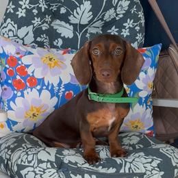 MOCHA (green) - Chocolate and tan female Dachshund puppy in Vero Beach, Florida from Joseph’s Dachshunds
