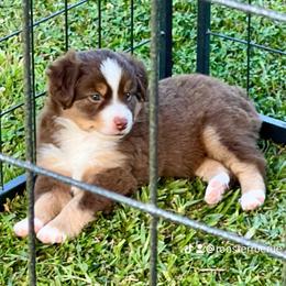 German Shepherd and Miniature American Shepherd Puppies from Bouchard’s Best Shepherds