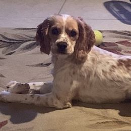 Cocker Spaniels from Sadiemae's Pups
